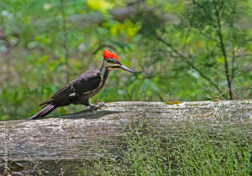 Pileated Woodpecker searching for insects in dead wood.
