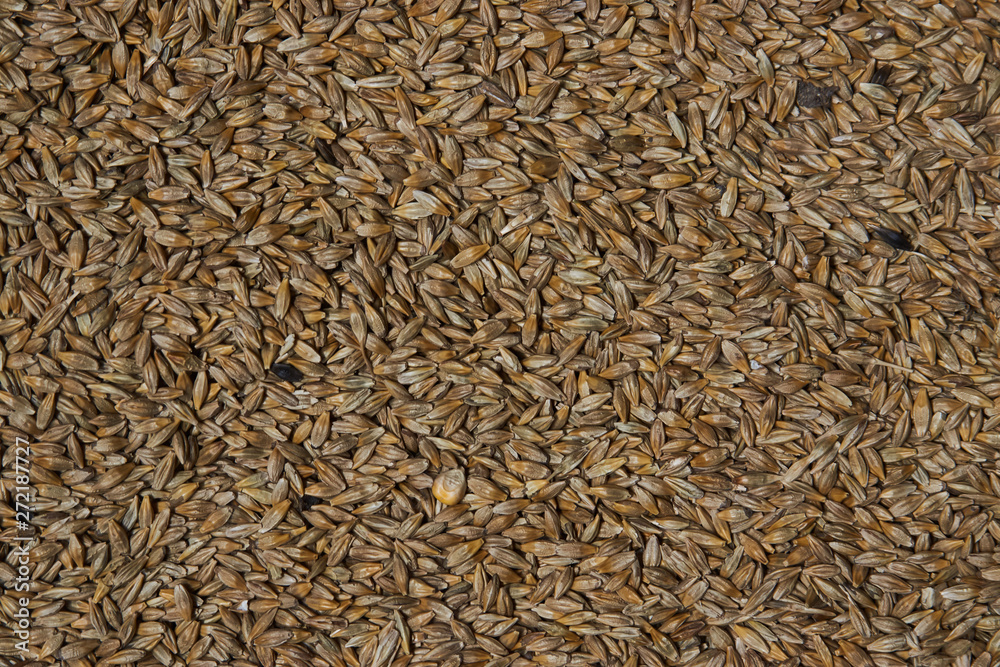 Rye grains, surface and background, close-up, top view. Food and agriculture Rye grains, surface and background, close-up, top view. Food and agriculture