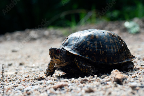 Muddy Eastern Box Turtle crawling across sandy road after rain.