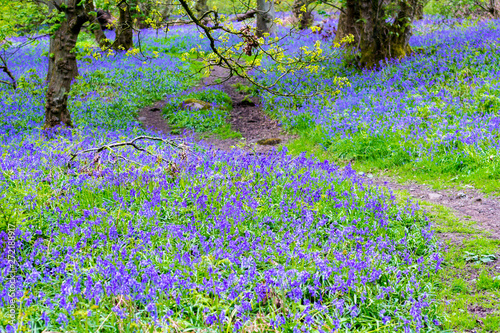 Fototapeta Naklejka Na Ścianę i Meble -  Beautiful bluebells in the forest of Scotland