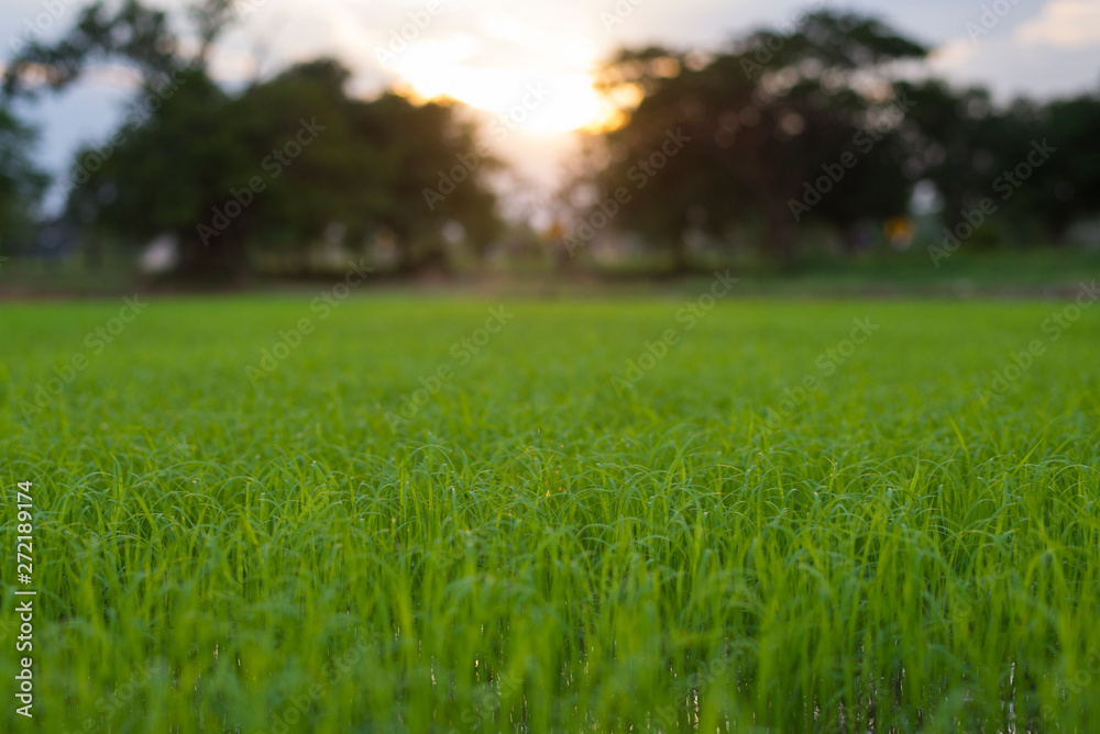 Green rice seedlings field, Bio agriculture background, Close-up.