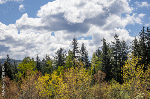 Scenic landscape of forest trees in the Pacific Northwest on a sunshine cloudy day