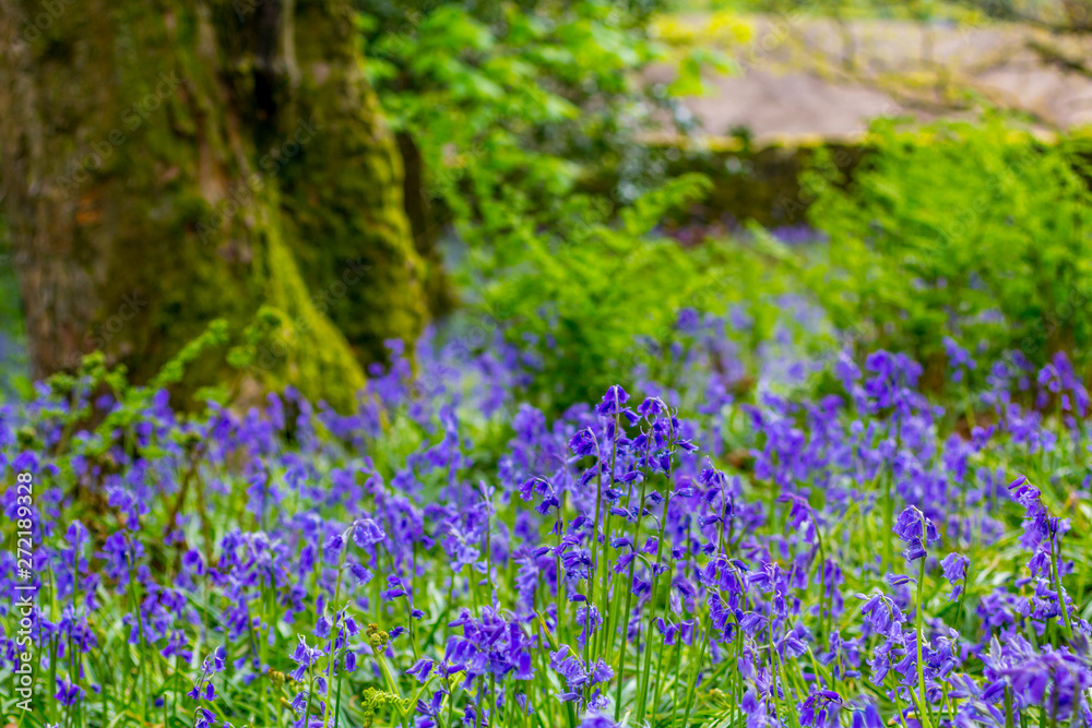 Beautiful bluebells in the forest of Scotland