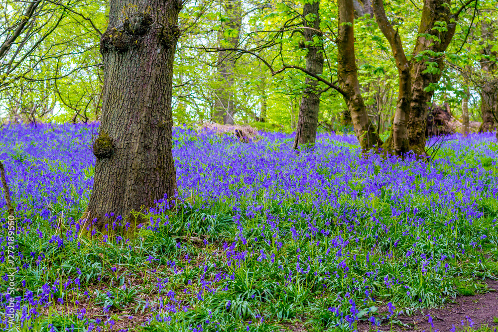 Beautiful bluebells in the forest of Scotland Beautiful bluebells in the forest of Scotland