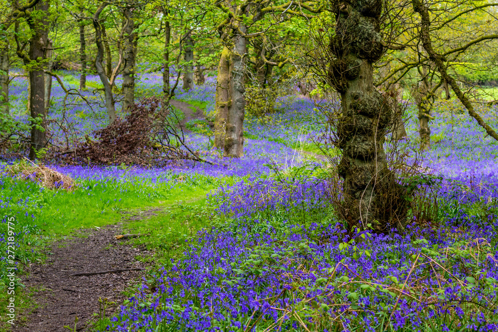 Beautiful bluebells in the forest of Scotland