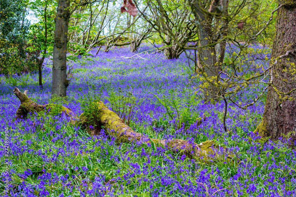 Obraz premium Beautiful bluebells in the forest of Scotland