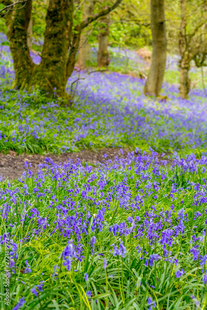 Naklejka premium Beautiful bluebells in the forest of Scotland