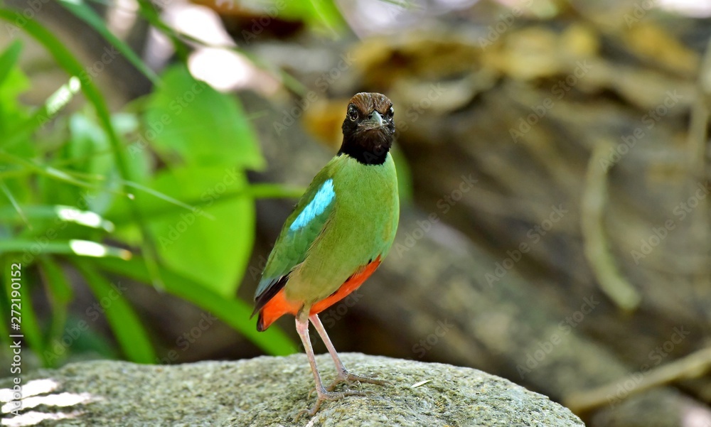 Obraz premium The evacuate Hooded Pitta at the city national park