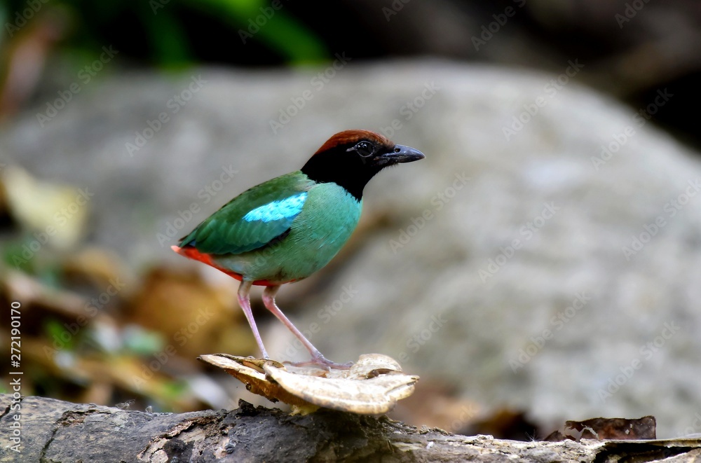 The evacuate Hooded Pitta at the city national park The evacuate Hooded Pitta at the city national park