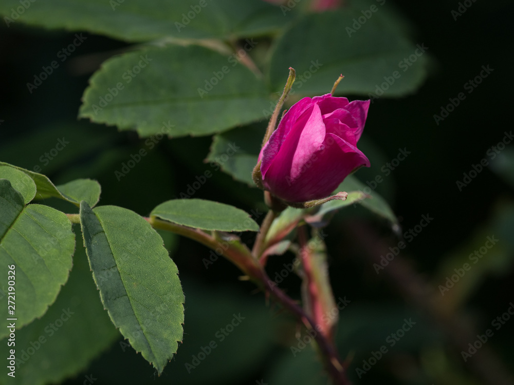 Wild Rose Bud