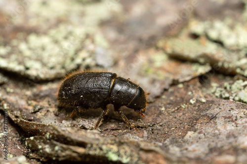 Great spruce bark beetle, Dendroctonus micans on pine bark photo