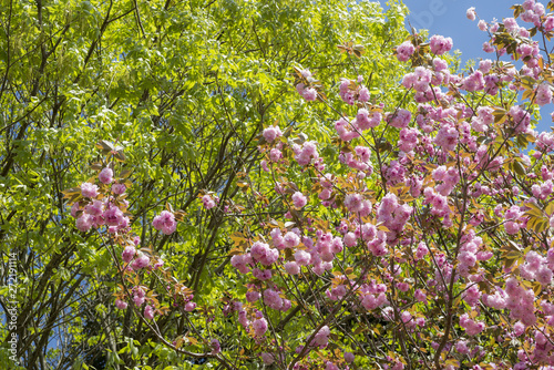 新緑をバックに八重桜の花