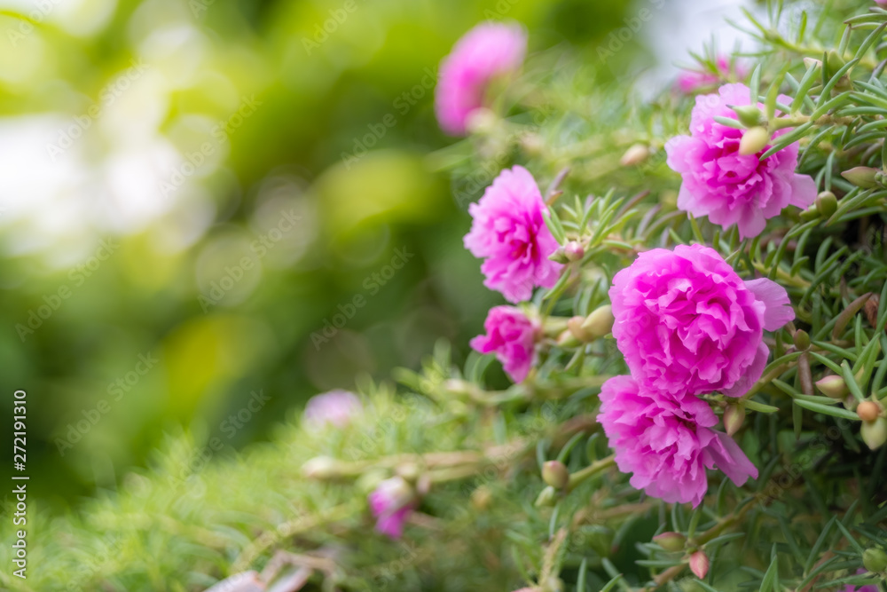 Nature of flower in garden using as cover page background natural flora wallpaper or template brochure landing page design