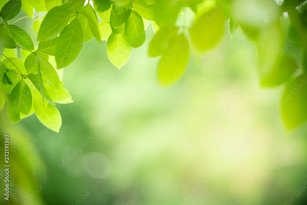 Nature of green leaf in garden at summer. Natural green leaves plants using as spring background cover page greenery environment ecology wallpaper Nature of green leaf in garden at summer. Natural green leaves plants using as spring background cover page greenery environment ecology wallpaper