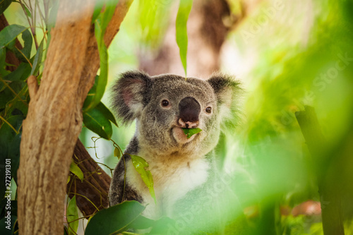 Koala eating eucalyptus on a tree photo