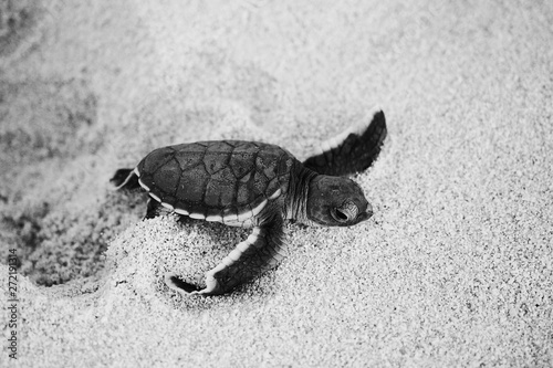 Valokuvatapetti Green sea turtle hatchling