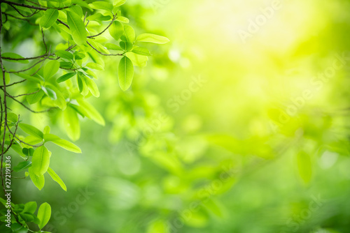 Nature of green leaf in garden at summer. Natural green leaves plants using as spring background cover page greenery environment ecology wallpaper
