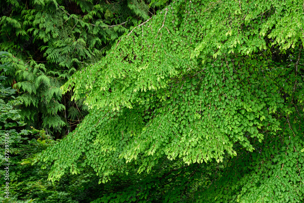 Natural background of the green leaves and branches of a Katsura tree, with some Cedar tree greenery in the background Natural background of the green leaves and branches of a Katsura tree, with some Cedar tree greenery in the background