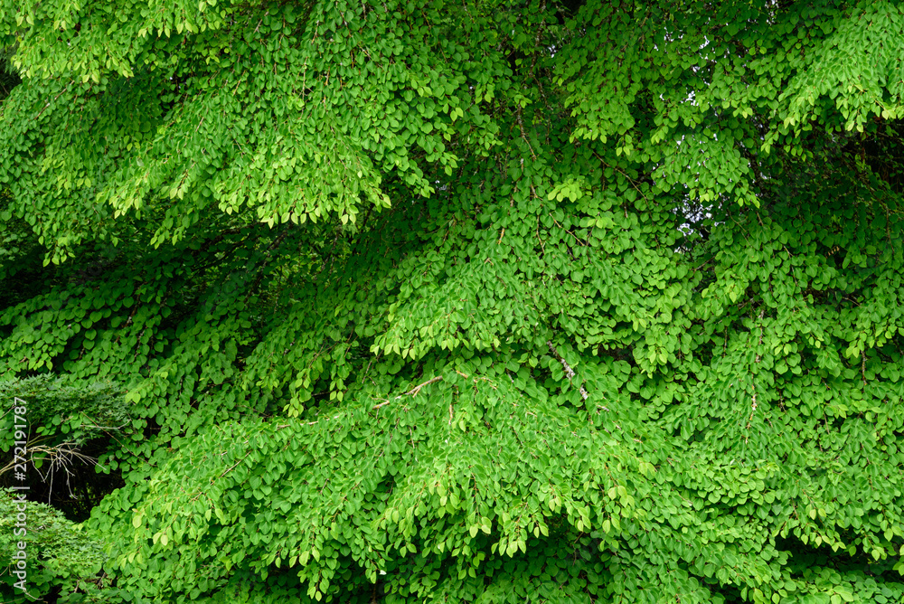 Natural background of the green leaves and branches of a Katsura tree Natural background of the green leaves and branches of a Katsura tree