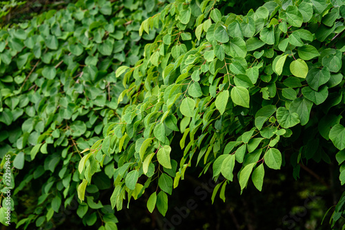 Natural background of small green leaves and branches of a garden bush