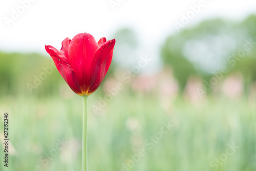 One red tulip flower in the garden during spring or summer time © Kenishirotie