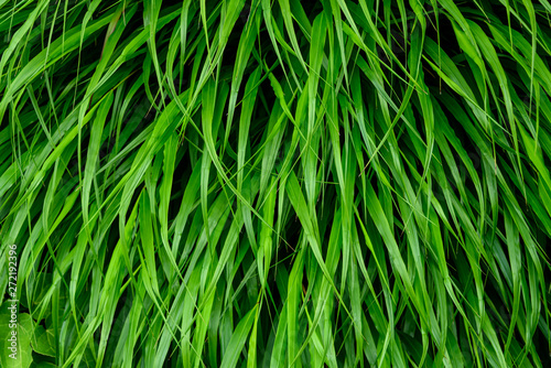 Peaceful texture of green Japanese Forest Grass as a natural background