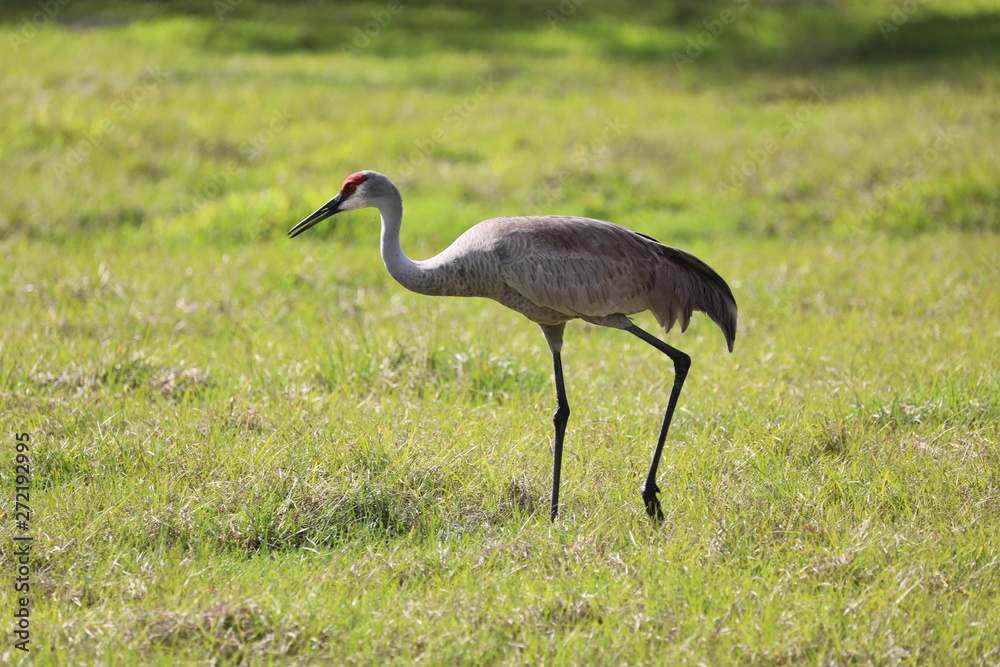 Fototapeta premium crowned crane