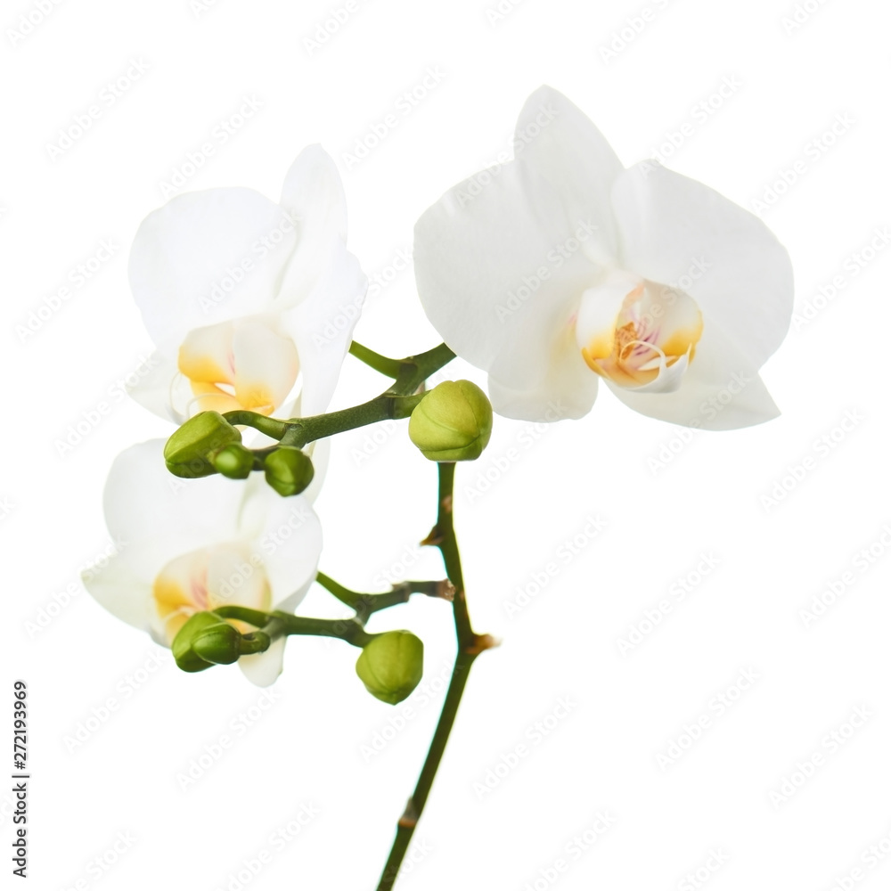 Obraz premium Orchid flowers isolated on white.