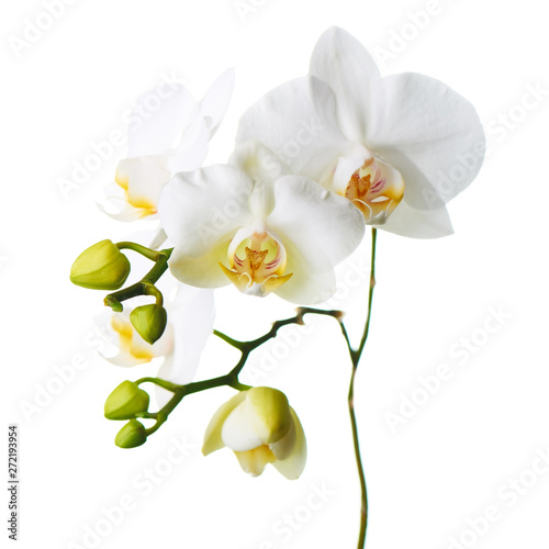 Orchid flowers isolated on white.