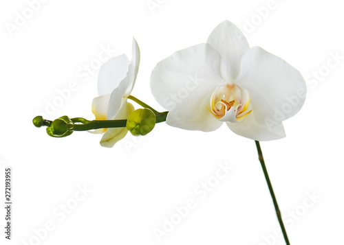 Fototapeta Naklejka Na Ścianę i Meble -  Orchid flowers isolated on white.