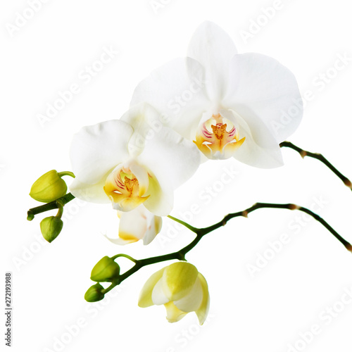 Orchid flowers isolated on white. © GLandStudio