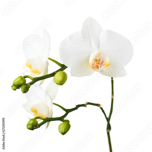 Orchid flowers isolated on white. © GLandStudio