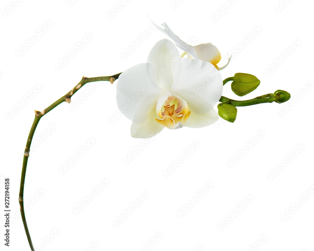 Obraz premium Kwiaty orchidei na białym tle.