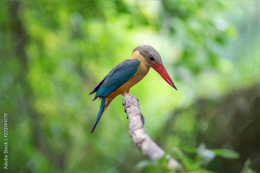 Fototapeta premium Stork-billed Kingfisher, Halcyon capensis, perching on the tree waiting for fishing showing its best back details and colors in green blur background
