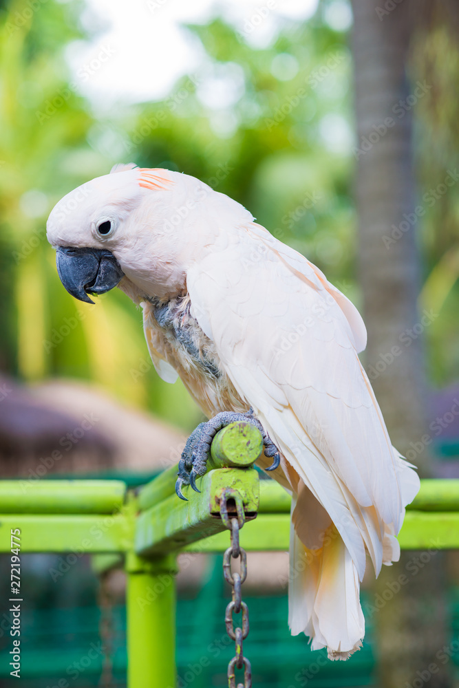 Obraz premium Colourful macaw parrot bird in park