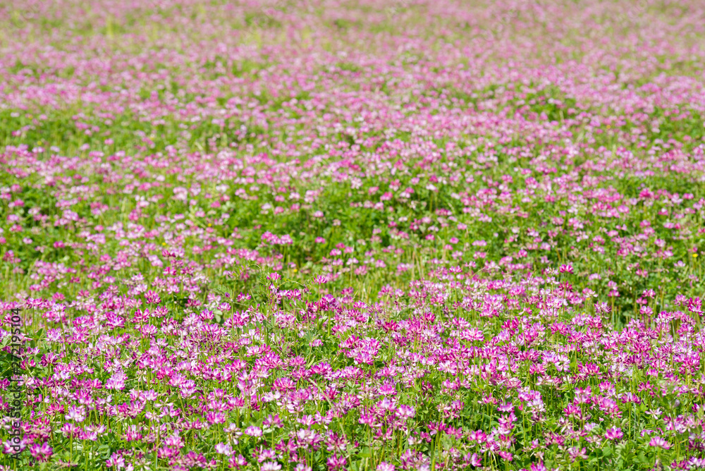 レンゲソウのお花畑