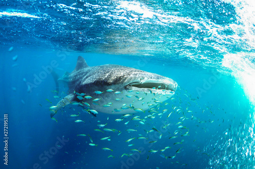Whale shark (Rhincodon typus) and his little fish friends © Coral_Brunner