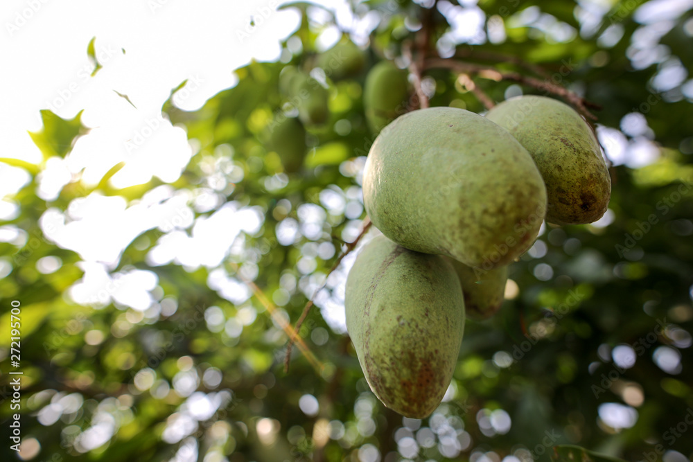 Close up of green mango fruit hanging from mango tree