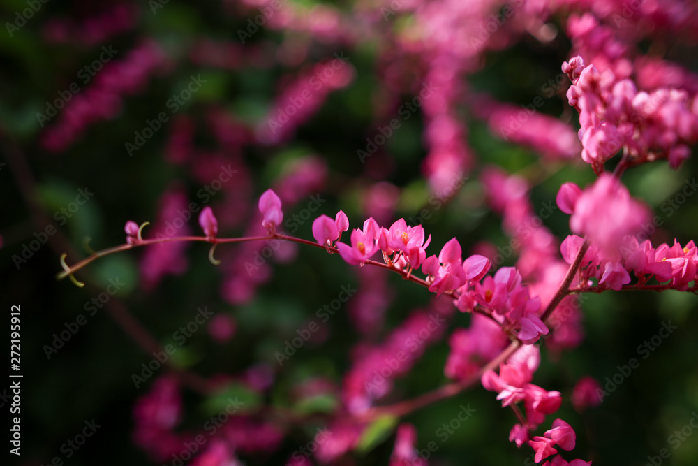 Beautiful natural wild flower blossom in spring bright pink color Beautiful natural wild flower blossom in spring bright pink color