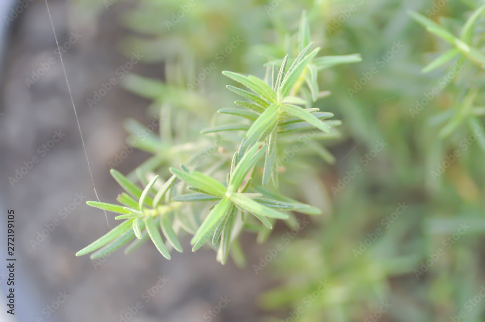 rosemary,Rosmarinus officinalis rosemary,Rosmarinus officinalis