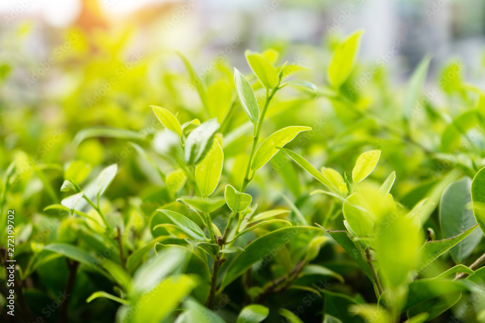 Natural green plants landscape using as a background