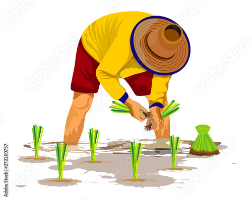 farmer transplant rice seeding in paddy field vector design