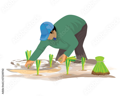 farmer transplant rice seeding in paddy field vector design