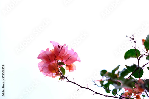 Photography bougainvillea with a white sky background