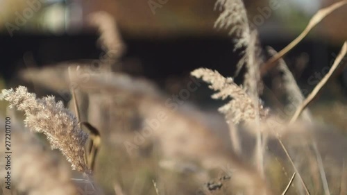 The reeds sway in the wind    Dry plant swaying in the wind