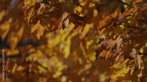 Autumn leaves swaying wind in the Park    Bright autumn colors lit up the Park