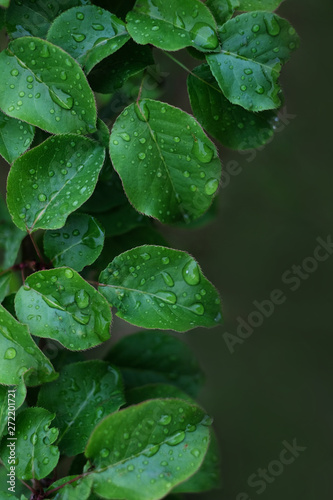 Green grass and leaves with drops of rain background, close up