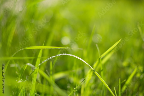Green grass and leaves with drops of rain background, close up