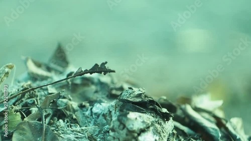In the fall of scorched leaves  Fallen autumn leaves burn household situation ecology  