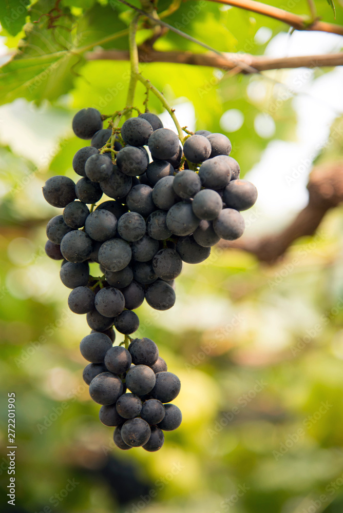 grapes on the vine